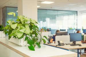 植物のあるオフィス